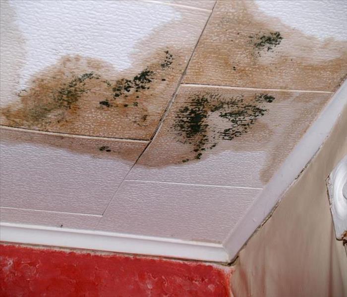 Black mold growth on a ceiling
